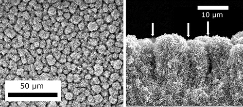 Figure 5. SEM images of a P-25 TiO2 nanoparticle aggregate film from a top view (left) and cross-section (right). The arrows in the right image indicate the position of crevices. The estimated Peclet number for this deposit was 3.6 × 102.