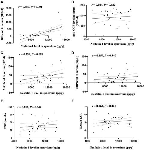 Figure 2 Correlation between nesfatin-1 levels in the synovium and clinical features in the RA group. (A) Correlation between synovium nesfatin-1 levels and serum RF levels; (B) Correlation between synovium nesfatin-1 levels and serum anti-CCP levels; (C) Correlation between synovium nesfatin-1 levels and serum ASO levels; (D) Correlation between synovium nesfatin-1 levels and serum CRP levels; (E) Correlation between synovium nesfatin-1 levels and ESR levels; (F) Correlation between synovium nesfatin-1 levels and DAS28-ESR scores.