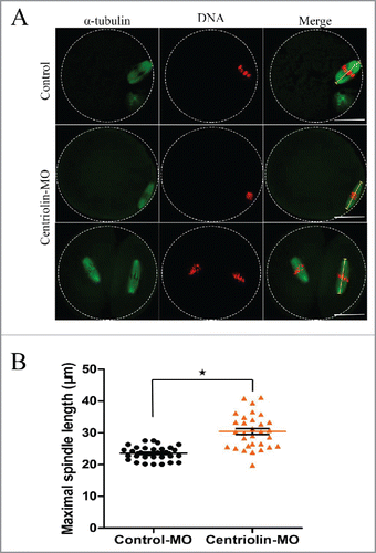 Figure 7. Elongated spindles in MII oocytes after centriolin depletion by Morpholino (MO) injection. A: Spindles morphology in control MO and centriolin MO-injected MII oocytes. Bar = 20 μm. B: Spindle length distribution in control MO and MO-injected MII oocytes.