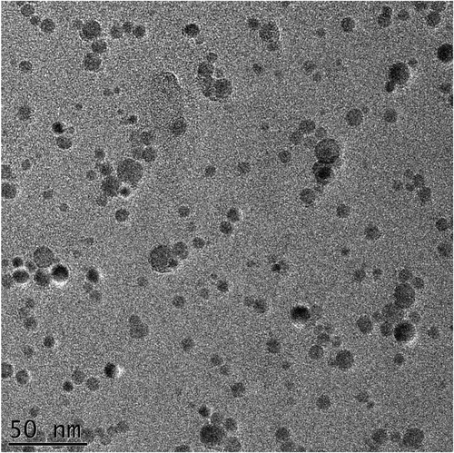 Figure 2. TEM micrograph of carbon replica prepared from as-rolled PM2000 steel, showing nanosized oxide particles distributed uniformly in steel.