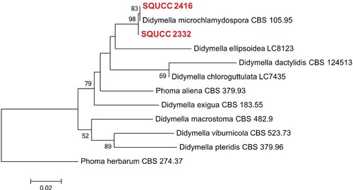 Figure 4. ML tree obtained from the combined ITS and RPB2 sequence alignment analysis of the selected species of Didymella. Bootstrap support values above 50% are shown at the nodes and newly generated sequences are in red bold. Phoma herbarum (CBS 274.37) is used as the outgroup taxon.