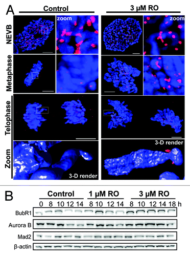 Figure 3. Mild G2 inhibition of Cdk1 induces rapid mitotic exit whole chromosome segregation. (A) Immunofluorescence of synchronized HeLa cells treated with 3 µM or without (control) RO at 6 h post-release from G1/S. Cells were captured as they progressed through mitosis, and counter-stained with the kinetochore protein Mad2 (red) and DAPI (DNA, blue). Shown are the de-convolved maximum projections from 0.3 µm z-stacks, and the 3D surface renders of zoomed single chromosome (3 µM) and chromatid (control). All scale bars = 5 µm. (B) HeLa cells were synchronized with thymidine, released, and treated with RO at 6 h post-release. Samples were then harvested at the indicated times post-release, lysed, and analyzed by western blot with the indicated antibodies. All data shown are representative images from 3 independent experiments.