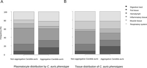 Figure 3. Differences of plasmatocyte and fungal tissue distribution after infection with non-aggregative and aggregative C. auris.