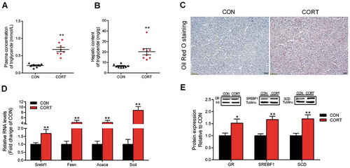 Figure 1. Characterization of CORT-induced fatty liver and hepatic expression of lipogenic genes and GR. (A) Plasma content of TG. (B) Hepatic content of TG. (C) Histological sections stained with oil-red, scale bar, 100 um. (D) Hepatic mRNA abundance of genes involved in lipogenesis. (E) Protein expression of GR, SREBF1 and SCD. Values are means ± SEM, *P < 0.05, **P < 0.01 compared with CON (n = 8).