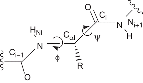 Figure 2.  The dihedral angles ϕ and ψ at the peptidic backbone. ϕ is defined by the atoms Ci – 1, Ni, Cαi, and Ci and ψ by Ni, Cαi, Ci, and Ni + 1.