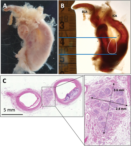 Figure 1. Carotid bifurcation from group A specimen II. A) Dorsal view of a right side carotid bifurcation prior to xylene treatment. The CB is obscured by the surrounding adipose and connective tissues. B) Dorsal view of a right side carotid bifurcation following xylene tissue clearing that shows the CB in situ. The CB is outlined with a white dotted line and the cranial and caudal margins indicated by continuous blue lines. Only sections within the CB site were cut. C) H & E stained transverse section of a carotid bifurcation that confirms the presence of CB tissue. ICA, internal carotid artery; ECA, external carotid artery.