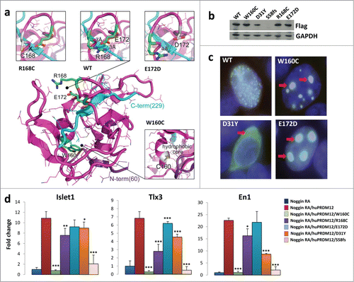 Figure 2. Human PRDM12 mutations cause structural instability and impair induction of sensory neuronal markers. (A) The structural modeling of the human PRDM12 mutations is based on the crystal structure of the human PRDM12 methyltransferase domain (PDB:3EP0). Mutated residues and the substitutions are colored in green and gray, respectively, and shown in stick representation. Protein is shown using cartoon and bonds representations. N- and C-terminal parts are colored in violet and cyan, respectively. (B) Western blot analysis using anti-flag antibodies to detect DDK-tagged wild type PRDM12 or the indicated human PRDM12 mutant proteins transiently transfected into HEK cells. Note that we failed to detect the truncation mutant S58fs. (C) Immunofluorescence analysis of HEK cells transiently transfected with DDK-tagged human wild type PRDM12 (WT) or the human R160C, D31Y, and E172D PRDM12 mutants. Arrows indicate protein aggregates of the mutant R160C and E172D protein as well as loss of nuclear staining for the mutant D31Y. The DDK-tag was visualized with anti-flag antibodies (green); nuclei are counterstained with DAPI (blue). Overlays appear in white. Representative images are shown. Magnifications 100×. (D) Real-time RT-PCR analysis of the expression of the indicated genes (±SEM) in stage 26 Xenopus animal cap explants isolated from embryos injected with noggin mRNA, together with wild type or mutated human Prdm12 mRNAs as indicated and treated with retinoic acid (RA). Data are presented as the mean ± SEM of 3 idependent experiments. Expression levels (fold change) were normalized to GAPDH and compared to the expression level of noggin-injected RA treated caps, which was defined as 1. Significance was determined by Student's t-test, where p-values were defined as: * P ≤ 0.05; **P ≤ 0.01; *** P ≤ 0.001.