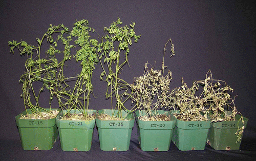 Fig. 1. Response of lentil cultivar ‘CDC Robin’ with partial resistance to race 1 isolates 10 days post-inoculation with Colletotrichum truncatum isolates CT-15, CT-21 and CT-35 (all race 1), and CT-20, CT-30 and CT-34 (all race 0).