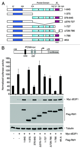 Figure 3. Mutant Rbf1 lacking IE function stabilizes dE2F1 but cannot fully repress its transcriptional activity. (A) Schematic representation of Rbf1 proteins used for functional testing show the relative positions of the pocket domain and the IE region. (B) Functional characterization of Rbf1. Mutations in the IE (Δ728–786 and 4K–A) compromise transcriptional repression activities of Rbf1 proteins measured on the PCNA-luciferase reporter gene (bar graph), but do not affect dE2F1 stabilization property (anti-Myc western blot). Under these transfection conditions, Rbf proteins were expressed at similar levels (anti-Flag western blot). Data represents at least three biological replicates.