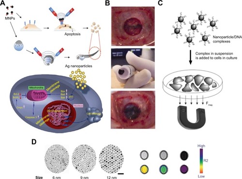 Figure 3 Utilization of magnetic particles in bioengineering applications.Notes: (A) Upper side of the figure shows MNP-induced apoptosis, whereas the bottom side shows silver nanoparticle-induced apoptosis. (B) Transplantation procedure of MSC sheets using an electromagnet with harvesting, transportation and transplantation. (C) Principles and schematic of magnetofection. (D) Size-dependent contrast agents with their T2-weighted magnetic resonance images and color maps; the scale bar is 50 nm. (A) Reprinted from Colloids Surf B Biointerfaces. 77(2). Gopinath P, Gogoi SK, Sanpui P, Paul A, Chattopadhyay A, Ghosh SS. Signaling gene cascade in silver nanoparticle induced apoptosis. Pages 240–245., Copyright 2010, with permission from Elsevier.Citation104 (B) © 2007 Wiley Periodicals, Inc. J Biomed Mater Res Part B: Appl Biomater 2007. Reproduced from Shimizu K, Ito A, Yoshida T, Yamada Y, Ueda M, Honda H. Bone tis sue engineering with human mesenchymal stem cell sheets constructed using magnetite nanoparticles and magnetic force. Journal of Biomedical Materials Research.Citation172 (D) Reprinted from Springer Nature: Nature Medicine. Lee JH, Huh YM, Jun YW, et al. Artificially engineered magnetic nanoparticles for ultra-sensitive molecular imaging. Copyright 2007.Citation173Abbreviations: MNP, magnetic nanoparticle; Bcl-2, B-cell lymphoma 2; MSC, mesenchymal stem cells.