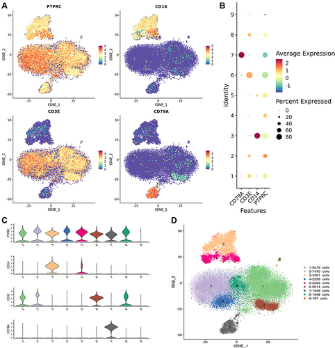 Figure 5 Single Cell RNA-Seq. (A–C) Marker gene identification. PTPRC is an immune cell marker, CD14 is a macrophage marker, CD3E is a natural killer cell and T cell marker, CD79A is a B cell marker. (D) 9 types of cell populations were obtained by marker gene identification, of which 3 and 5 represent macrophages, 4 represent natural killer cells, 1, 2, 6 and 8 represent T cells, 7 represent B cells, and 9 represent platelets.