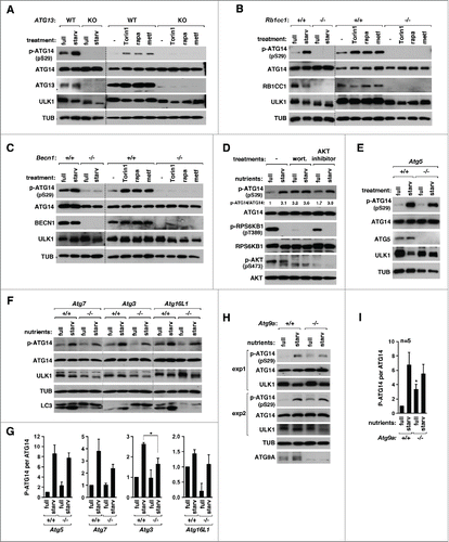 Figure 5. Hierarchical analysis between the ULK1-ATG14 axis and other autophagy regulators. (A) ATG13 is required for ATG14 Ser29 phosphorylation. WT ATG13 and ATG13 KO HCT116 cells were incubated in DMEM (full) or EBSS (starv.) for 30 min or treated with Torin1 (250 nM) or rapamycin (100 nM) for 1 h or with metformin (2 mM) for 2 h. (B, C) RB1CC1 and BECN1 are required for ATG14 Ser29 phosphorylation. The indicated MEFs were treated as indicated in (A). (D) Wortmannin does not suppress the starvation-induced phosphorylation of ATG14 Ser29. HCT116 cells were incubated in DMEM or EBSS in the presence of wortmannin (200 nM), AKT inhibitor VIII (5 µM) or vehicle (−) for 30 min. ((E)and F) ATG5, ATG7, ATG3, and ATG16L1 are not essential but have a positive role for ATG14 Ser29 phosphorylation. The indicated MEFs were incubated in DMEM or EBSS for 30 min. (G) Quantification of the difference in ATG14 phosphorylation between WT and KO cells. Values are mean ± SEM (*, P < 0.05; n = 3). (H) ATG9A is not essential but plays a role in protecting the ULK1 activation under full medium conditions. (I) Quantitative analysis of ATG14 phosphorylation from (H). Values are mean ± SEM (*, P < 0.05 between Atg9a+/+ cells and atg9a−/− cells in full medium; n = 5).