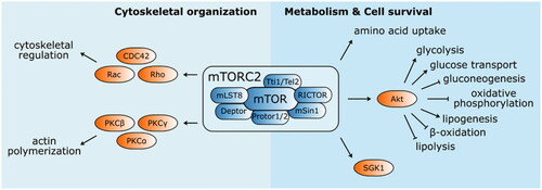 Figure 4. Structure and functions of mTOR complex 2. mTORC2 mainly phosphorylate several kinases from AGC family (PKCα, PKCβ, PKCγ, PKCε, PKCη/Λ, PKCδ, PKCθ, and SGK1). It is involved in the cytoskeletal organisation by modulating actin polymerisation and cytoskeletal structure regulation via PKCα and Rho family of small GTPases (Rac, Rho, and CDC42), respectively. mTORC2 also activates Akt, an important enhancer and suppressor of several metabolic pathways engaging mTORC2 in metabolism regulation and cell survival.