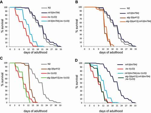 Figure 3. Extended lifespan of double mutant ire-1;rnf-5 compared to ire-1 single mutant. (A) Lifespan extension of rnf-5;ire-1 double mutant compared to ire-1 single mutant. (B) Lifespan of atg-3 single mutant and atg-3;rnf-5 double mutant is shorter compared to wild-type and rnf-5 single mutant. (C) Lifespan of atg-3;ire-1 double mutant is shorter than single atg-3 or ire-1 mutants. (D) Lifespan of atg-3(bp412);rnf-5(tm794);ire-1(v33) triple mutant are shorter than rnf-5(tm794);ire-1(v33) double mutant