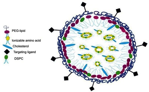 Figure 2 A schematic image of LNPs siRNA showing a nanostructured core.