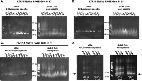 Figure 7. A-C. 1 µM DNA non-denaturing native PAGE gels of four stronger (left side of each gel) and four weaker (right side of each gel) holdase sequences for LTR-III and PARP-I A/B. LTR-III mutants or C. PARP-1 mutants in potassium A/C. or lithium containing TBE buffer B. All gels stained with G-quadruplex-specific NMM (left) or non-specific SYBR gold dyes (right). Going from potassium to lithium containing buffers reduces the overall number of NMM positive bands for heterogeneous LTR-III mutants, this suggests less stable larger G-quadruplexes are lost in the absence of potassium. For PARP-1 in lithium, there are little to no detectable NMM-positive bands for any mutants at 1 µM (Figure S12), and at 5.6 µM there is also weak NMM binding with only faint bands or streaking detectable (Figure S19). D. LTR-III A4G (left side of gel) and PARP-1 C18G (right side of gel) were visualized at 6, 3, and 1 µM in NMM (left) or SYBR gold (right) in potassium containing 1x TBE buffer, arrows indicate presumed monomer band. All gels had brightness and contrast adjusted for each gel individually, but within each gel, the same brightness and contrast were used across the whole gel.