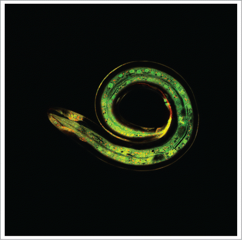 Figure 1. Fluorescence image of a transgenic C. elegans adult infected by the fungus D. coniospora, inducing GFP expression (green) in the epidermis (red).