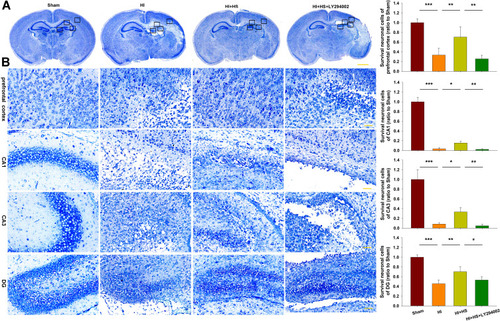Figure 3 HS attenuates tissue loss via the Akt pathway. (A) Representative images of Nissl staining from each group. Scale bar = 1000 µm. (B) Magnified views of boxed regions in A showing neuronal cell loss. Scale bar = 50 µm. Results are expressed as the number of surviving neuronal cells within each group relative to that of the Sham group within the different areas. N=5/group. Values represent the mean ± SD, *p < 0.05, **p < 0.01, ***p < 0.001 according to ANOVA.
