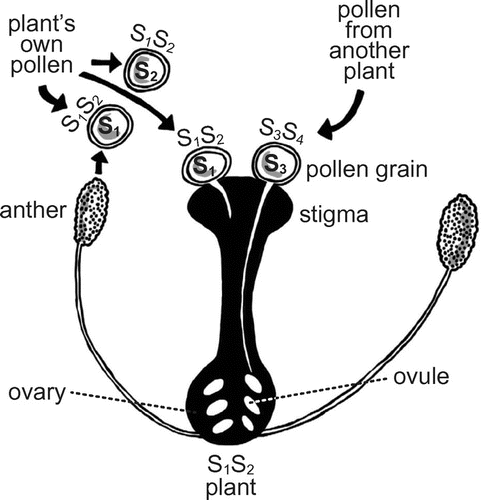 Figure 2. Schematic view of Sporophytic Self Incompatibility (SSI) in plants.