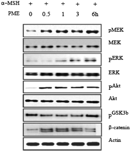 Fig. 6. Effects of PME on expression levels of melanogenic proteins in B16F10 melanoma cells.