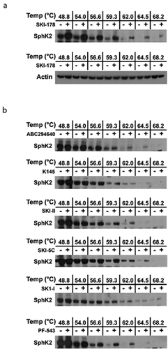 Figure 4. Demonstration of Target Engagement of SphK2 in HEK293 cells by SKIs using CETSA. (a) A representative western blot of HEK293 cells over-expressing FLAG-SphK2 where cells were incubated with 8: SKI-178 (10 µM) and DMSO, for 24 hrs. CETSA experiments were performed as detailed in the Materials and Methods and analyzed by western blot detection of SphK1 and Actin using the appropriate primary antibodies. (b) Representative western blots of HEK293 cells over-expressing FLAG-SphK2 where cells were incubated with the indicated SKIs at the indicated concentrations [2: SKI-II (10 µM), 3: PF-543 (10 µM), 5: SK1-I (10 µM), 8: SKI-178 (10 µM), 9: ABC294640 (20 µM), 10: K145 (10 µM), 11: SKI-5 c (20 µM)] and DMSO, for 24 hours. CETSA experiments were performed as detailed in the Materials and Methods and analyzed by western blot detection of SphK2 using the appropriate primary antibody.