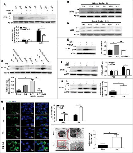 Figure 2. Autophagy is induced by IL4 in primary B cells. (A) WT asthma-prone mice were pretreated with the JAK3 inhibitor JANEX-1 before atomized OVAL challenge. Autophagy flux in isolated pulmonary B cells of asthma-prone mice was assessed as in Figure 1(A). Ctrl, control mice; Asth, asthma-prone mice. Bar graph represents mean ± SEM of autophagy flux; *P < 0.05, determined by the Student t test. Data are representative of 3 independent experiments. (B and C) Murine splenic B cells were treated with murine IL4 (B) or IL13 (C) for different times (1.5, 3, 6, 12 and 24 h). The accumulation of LC3B-II was assessed by immunoblotting of whole cell lysates. Data are representative of 3 independent experiments. (D) Pulmonary CD4+ T cells of WT asthma-prone mice were cocultured with splenic B cells of WT control mice in the presence of OVAL and/or anti-IL4 (IL4 neutralizing antibody) according to experiment designs. Then cocultured B cells were purified, autophagy flux was assessed as in Figure 1(A). B, B cells; T, CD4+ T cells. Bar graph represents mean ± SEM of autophagy flux; **P < 0.01, determined by ANOVA with the Tukey post hoc test. Data are representative of 3 independent experiments. (E to G) Murine splenic B cells were treated with IL4 in the presence or absence of anti-IL4 (IL4 neutralizing antibody) for 24 h (E); or treated with IL4 or/and 3-MA for 24 h (F); or treated with IL4 for 24 h, and then CQ for the last 6 h (G). Accumulation of LC3B-II was measured by immunoblotting of whole cell lysates, autophagy flux was measured as in Figure 1(A). Bar graphs (mean ± SEM) in (E) and (F) represent ACTB-normalized LC3B-II density values. Bar graph in (G) represents mean ± SEM of autophagy flux; *P < 0.05, **P<0.01, determined by ANOVA with the Tukey post hoc test (E); *P<0.05, calculated by the Student t test (F and G). Data are representative of 3 independent experiments. (H) Murine splenic B cells were treated with IL4 for 24 h, and then CQ was added for the last 6 h, LC3B puncta were observed by confocal microscopy. Bar graph (mean ± SEM) represents the number of LC3B puncta per cell from analysis of 100 cells per condition. DAPI was used to denote the cell nucleus. Magnification × 600; scale bars: 5 μm. ***, P<0.001, determined by the Student t test. Data are representative of 3 independent experiments. (I) Murine splenic B cells were left untreated or treated with IL4 for 24 h, double-membrane autophagosomes were observed by transmission electron microscopy. Red arrows showed autophagosomes. Bar graph (mean ± SEM) represents the number of double-membrane autophagosomes per cell by counting 20 cells per condition; *, P<0.05, determined by the Mann-Whitney test. Data are representative of 2 independent experiments.