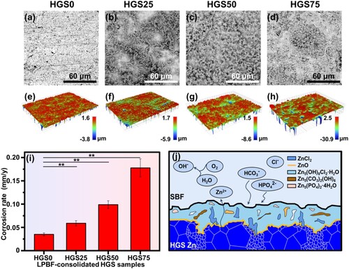 Figure 9. The degradation behaviour of the LPBF-consolidated HGS Zn samples: (a–d) surface morphology with degradation products, (e–h) surface profiles after the removal of degradation products, (i) degradation rate, (j) a schematic diagram for the degradation behaviour of HGS Zn. **p < 0.01.