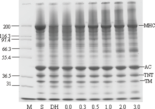 Figure 7 SDS-PAGE pattern of kamaboko gels from Pacific whiting surimi added with various levels of chicken plasma M: protein marker; S: surimi; DH: directly heated gel without CP; Numbers designate the level of chicken plasma added. MHC: Myosin heavy chain; AC: Actin; TNT: troponin-T; TM: tropomyosin.
