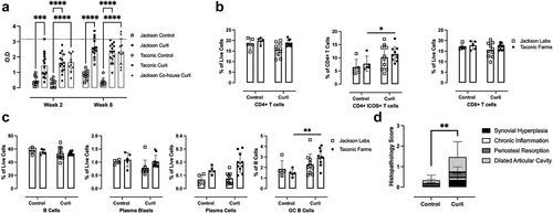 Figure 6. Effects of curli on the generation of anti-dsDNA autoantibodies and joint inflammation. (a) Mean levels of anti-dsDNA autoantibodies in mouse serum, quantified by ELISA, from mice treated with curli or PBS for 8 weeks. Flow cytometry analysis of splenocytes for (b) T cells were gated using CD3, CD4, and inducible T cell co-stimulator (ICOS) and (c) B cells were gated using CD45R, CD138, and CD95. (d) Blinded histopathology score from knee joints of Taconic mice treated with curli or PBS for 8 weeks. The following scale was used: 0, no change; 1, slight changes; 2, moderate changes; 3, severe changes. Mean and standard error were calculated by averaging results from two independent experiments. **p < 0.01 as determined by one-way ANOVA.