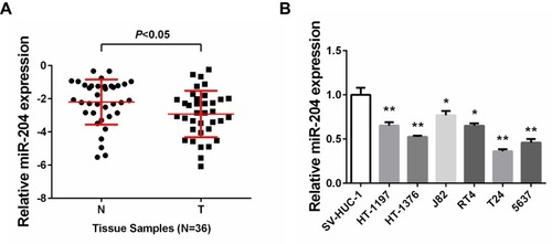 Figure 1 miR-204 is downregulated in bladder cancer. (A) The miR-204 expression in bladder cancer tissues compared with that in adjacent non-tumoral tissues was assessed by qRT-PCR. (B) The miR-204 expression in bladder cancer cell lines (HT-1197, HT-1376, J82, RT4, T24, 5637) compared with that in normal human bladder epithelial SV-HUC-1 cells was assessed by qRT-PCR. *P<0.05, **P<0.01.