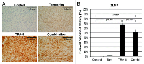 Figure 6. Histological analysis of 2LMP tumor tissues. (A) Representative microphotographs of cleaved caspase-3 stained tumor tissues, when 2LMP tumors were untreated (control) or treated with tamoxifen (200 mg/kg diet), TRA-8 (0.2 mg, days 0 and 3, i.p.), and combination, respectively, for 7 d. The length of each scale bar is 0.1 mm. (B) Cleaved caspase-3 density (%) of 2LMP tumor tissues in each group (mean and SE) with P values presenting statistical difference from the control group or between the two groups treated with TRA-8 monotherapy and combination therapy.
