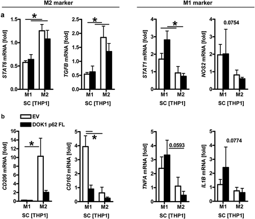 Figure 5. DOK1 promotes polarization to inflammatory macrophages. DOK1 down-regulates M2, but increases M1 marker gene expression. THP1 M0 macrophages were transfected with empty vector (EV) or DOK1 p62 FL expression plasmids, followed by polarization to M1 by LPS/IFNγ and to M2 by IL4/IL13 for a total of 48 h before RNA-extraction. Ct-values of RT-qPCRs normalized to B2M were calculated as -fold ± S.E. (*p < .05 vs. EV, Two-way ANOVA, n = 3 per gene). (a) DOK1-independent and (b) DOK1-dependent mRNAs.