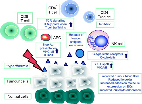 Figure 1. Schematic representation of beneficial anti-tumour effects induced by hyperthermia on the immune system and tumour microenvironment. Local tumour hyperthermia can increase tumour perfusion and thus reduce tumour hypoxia. Hyperthermia can induce the expression of adhesion molecules like selectins and ICAM-1 on tumour endothelial cells (ECs) which may facilitate leucocyte adherence. Hyperthermia can induce the expression of stress-induced ligands such as Hsp70 and MICA/B which are recognised by C-type lectin receptors on NK cells and CD8+ cytotoxic T cells, and thus can increase their cytolytic activity. High temperatures have also been shown to kill T regs which are known to repress immune responses. CD4+ as well as CD8+ T cells are attracted by an up-regulated expression of adhesion molecules on tumour blood vessels following exposure to heat. Hyperthermia can activate antigen presenting cells (APCs) and thus increase their expression of MHC class I/II molecules, CD40, CD86, CD80, and Toll-like receptors. The elevated expression and release of heat-induced tumour neo-antigens, either as free molecules or as exosomes which are cross-presented by APCs following uptake, induce an increased T cell signalling and an increased secretion of IFN-y by cytotoxic CD8+ T cells.