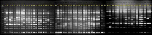 Figure 1. The DNA amplification pattern of 58 Coffea canephora germplasm accession screened using SRAP (ME11+ EM13) primer Lane L: 1Kb+ DNA Ladder, Lanes 1 to 58: Confirms to R1 to R58 canephora accessions