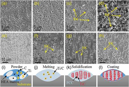 Figure 4. Laser cladding of TiC particles reinforced HEA coatings either by incorporating TiC particles into AlCoCrCuFe HEA powder feedstock or by in situ synthesis of TiC particles from elemental Ti and C incorporated in CoCrCuFeNiSi0.2 HEA powder feedstock. (a) AlCoCrCuFe-0TiC, (b) AlCoCrCuFe-10 wt.% TiC, (c) AlCoCrCuFe- 30 wt.% TiC, (d) AlCoCrCuFe-50 wt.% TiC, (e) CoCrCuFeNiSi0.2-(Ti, C)0, (f) CoCrCuFeNiSi0.2-(Ti, C)0.5, (g) CoCrCuFeNiSi0.2-(Ti, C)1.0 and (h) CoCrCuFeNiSi0.2-(Ti, C)1.5. (i)-(l) Schematics showing the in situ synthesis of TiC particles and the TiC particles reinforced dendritic HEA structures within a cladding path. Partly reproduced from Refs. 47 and 50 © 2020 Elsevier.