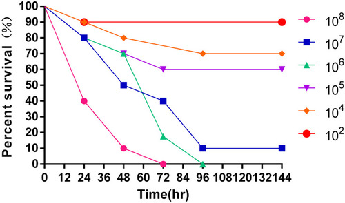 Figure 4 Survival curves for Galleria mellonella larvae inoculated with different concentrations (102~108 colony-forming units/mL) of the K. pneumoniae strain.