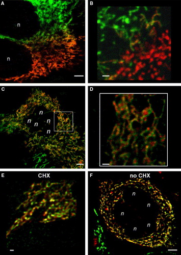 Figure 2.  Fusion of mitochondria leads to a homogenous mitochondrial population with patterned chimeric mitochondria. Stable CI-GFP resp. CI-RFP transfected HeLa cells were fused by PEG (see Material and Methods). Subsequent incubation was performed in the presence of 5×10−6 M cycloheximide (CHX) apart from 2F. Starting from 30 min after PEG treatment, cells were mounted under the confocal laser scanning microscopy (CLSM) and two-colour screening was performed to analyse cellular and mitochondrial fusion. (A) Fusion of differently labelled mitochondria at the fusion interface of two cells 50 min after PEG-treatment. Merging mitochondria are already visible. Bar = 5 µm. (B) More detailed view of fused mitochondria at the fusion interface of two cells 50 min after PEG-treatment. Bar = 1.5 µm. Some hybrid mitochondria display a green-red chequered pattern. (C) 100 min after PEG-treatment all mitochondria of these fused cells had exchanged proteins by mitochondrial fusion. Note the patchy appearance of the mitochondria. Bar = 5 µm. (D) Insert: image C, magnified; the individual mitochondria are clearly red-green chequered. Bar = 1.5 µm. (E) 24 h after PEG-initiated cell fusion the appearance of the hybrid mitochondria is still patchy. Areas of merged green and red fluorescence yield yellow patches. Bar = 1.5 µm. (F) A completed cell fusion 24 h after PEG treatment, but without CHX. Chimeric mitochondria still display a distinct patchy appearance. Bar = 5 µm.: n: nuclei from cells participating in fusion.