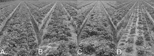 Figure 2. Strawberry plants of each treatment at the Oxnard demonstration site at the end of the season. May 29, 2014. A; mustard seed meal (MSM) 4.5 ton ha-1, B; anaerobic soil disinfestation (ASD) using rice bran 6.7 ton ha-1 + MSM 4.5 ton ha-1, C; ASD using rice bran 20 ton ha-1, and D; the grower standard.