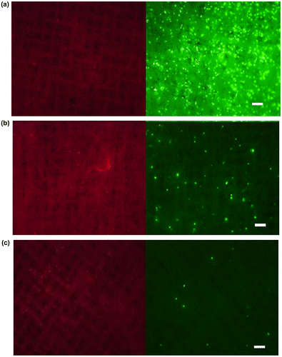 Figure 5. Capturing efficiency of MCF-7 cells from the cell mixture with CCRF-CEM cells. PS microfiber fabrics were observed (left: CCRF-CEM cells, right: MCF-7 cells) after the cell mixture of MCF-7 cells and CCRF-CEM cells was passed through the microfiber fabric with the cell number of (a) 1 × 105 cells and 1 × 105 cells, (b) 1 × 104 cells and 1 × 105 cells, and (c) 1 × 103 cells and 1 × 105 cells, respectively. Scale bars: 250 μm.