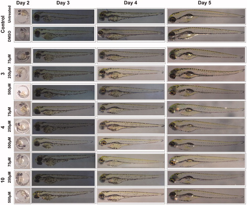Figure 2. The images of zebrafish larvae in control and inhibitor treated groups. Representative images of 2–5 dpf zebrafish larvae exposed to different concentrations (75, 250 and 500 μM) of compound 3, 4 and 10. The images of control group (not treated with inhibitors) and 1% DMSO treated zebrafish larvae show normal development (n = 60).