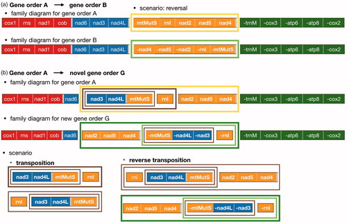 Figure 3. Scenarios of the possible mechanism of the mitochondrial gene rearrangement using parsimony hypothesis in CREx. a. Transition from gene order A to gene order B. b. Transition from gene order A to gene order G. Small coloured rectangles correspond to the four octocoral conserved gene blocks (block 1: red; block 2: blue; block 3: yellow; block 4: green). Highlighted coloured rectangles mark the genes that have been reversed (light green), transposed (brown), and reverse transposed (dark green).