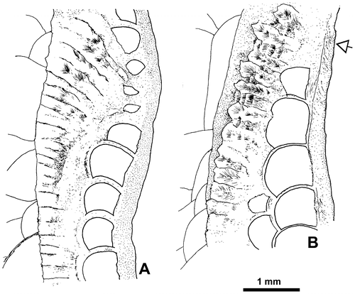 Figure 8. Disphyllum cf. rugosum (Wedekind, Citation1922). Trabecular microstructure of two septa in longitudinal/tangential section (detailed caption in text). A. LPB 19387, rather thick thin section. B. Note the inclined lamellae in the wall (arrow). LPB 19388, thin section Bb 1408.