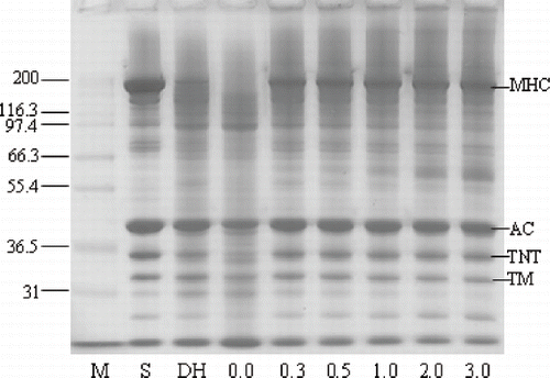 Figure 6 SDS-PAGE pattern of modori gels from Pacific whiting surimi added with various levels of chicken plasma. M: protein marker; S: surimi; DH: directly heated gel without CP; Numbers designate the level of chicken plasma added. MHC: Myosin heavy chain; AC: Actin; TNT: troponin-T; TM: tropomyosin.