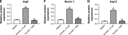 Figure 3 Emodin induced the autophagy of fibroblasts isolated from patients with AS.