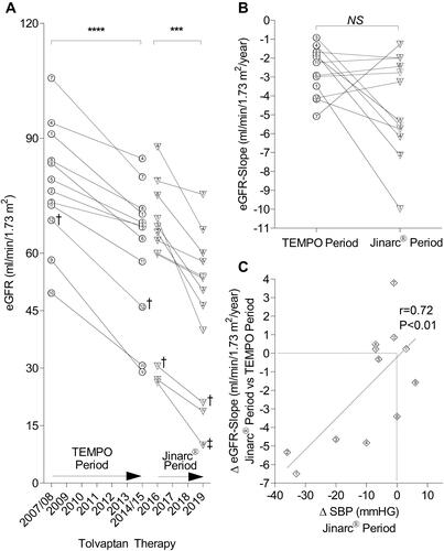 Figure 3 Change in kidney function during tolvaptan long-term treatment. The numbers correspond to the individual patients. (A) Change of eGFR in the TEMPO period between week 3 after dose-escalation of tolvaptan in TEMPO 3:4 and the end of TEMPO 4:4 (****: P < 0.0001) and in the Jinarc® period between month 3 with Jinarc® and the time of the current study (***: P = 0.001). ‡: End of tolvaptan in patient # 9 at time of study with Jinarc® due to CKD stage 5. †: patient # 12 was excluded from the calculation of the change in mean eGFR. (B) Annualized eGFR-slope during the TEMPO period and the Jinarc® period (P = 0.08, NS). (C) Pearson correlation of the difference in the annual slope of eGFR between the TEMPO and the Jinarc® period with the change in mean systolic blood pressure (SBP) during the Jinarc® period (r = 0.72; P < 0.01).