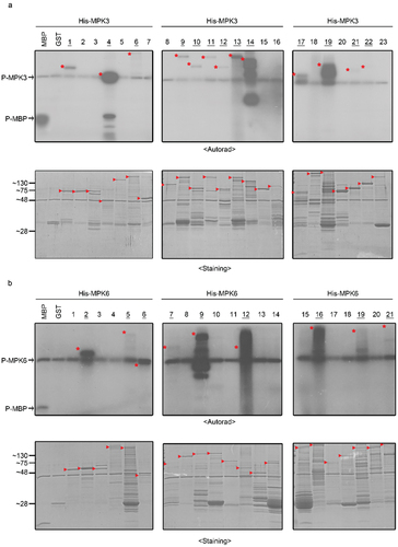 Figure 4. Verification of putative substrates using in vitro kinase assay.