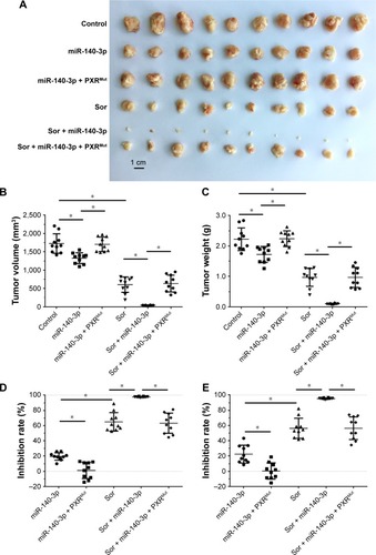 Figure 3 Transfection of miR-140-3p enhanced the antitumor effect of Sor on MHCC97-H cells’ subcutaneous growth.