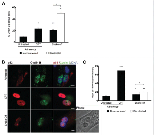 Figure 4. Binucleated cells induced by cytokinesis in suspension arrest in G2 and accumulate p53. (A) Frequency of cyclin B-positive cells among mononucleated cells grown in adherence (Untreated), after camptothecin treatment (CPT) and in mononucleated or binucleated cells obtained 40 hrs after cytokinesis in suspension (Shake off). For each of the 2 experiments at least 500 mononucleated cells were analyzed in adherence conditions, 200 mononucleated and 50 binucleated cells after cytokinesis in suspension. (B) Representative images of p53 and cyclin B immunostaining in cells grown in adherence (Adherence), after camptothecin treatment (CPT), or in binucleated cells obtained 40 hrs after cytokinesis in suspension (Shake off). (C) The graph shows the mean ± SEM of p53 fluorescence intensity (arbitrary units) in cyclin B positive cells grown in adherence (untreated), after camptothecin treatment (CPT), and in mononucleated or binucleated cells obtained 40 hrs after cytokinesis in suspension (Shake off). For each condition, 2 replicate cultures (at least 50 cells/culture) were analyzed. *P<0.05; **P<0.01 ***P<0.001 (Student's t-test). Scale bar = 5 μm.