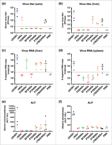 Figure 3. Early viral replication in mice infected with rZH501 and the mutants. Outbred CD1 mice (n = 3 per group) were mock-infected (PBS), or infected with 1 × 103 pfu (i.p) of rZH501, rZH501-ΔNSs16/198 (ΔNSs), rZH501-TOSNSs (TOSNSs), rZH501-SFSNSs (SFSNSs), rZH501-PTANSs (PTANSs), rZH501-PTBNSs (PTBNSs), or rZH501-ΔNSm21/384 (Δ78 kD/NSm). Virus titers in sera (a) or liver tissue (b) were measured by plaque assay. Total RNA was extracted from liver and spleen at 3 dpi. RVFV S-RNA copies per 1 μg total RNA in liver (c) or spleen (d) were measured by droplet digital PCR. Heparinized blood was used for VetScan Comprehensive Diagnostic Profile test. Alanine aminotransferase (ALT) (e) or alkaline phosphatase (ALP) (f) levels in blood are shown. Graphs represent the mean and standard error. Asterisk (*) indicates that one sample was lost during the assay.