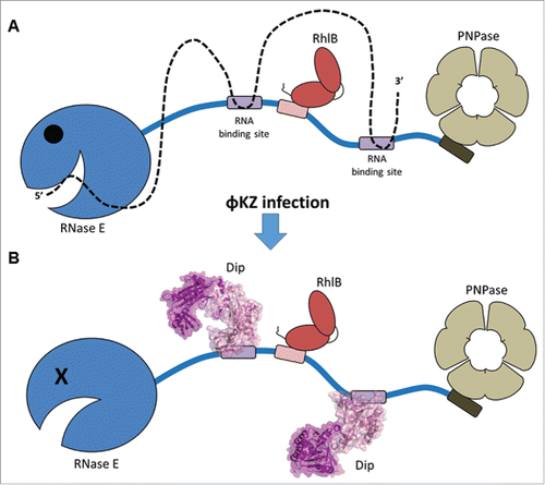 Figure 1. Displacement of RNA from the RNase E scaffold domain by Dip. (A) global composition of the P. aeruginosa RNA degradosome as observed in pull down assays. In the absence of Dip, RNA (dotted line) is bound by the RNase E scaffold domain and degraded by the catalytic domain. (B) When Dip is present, the RNase E scaffold domain is hijacked and RNA is no longer degraded.